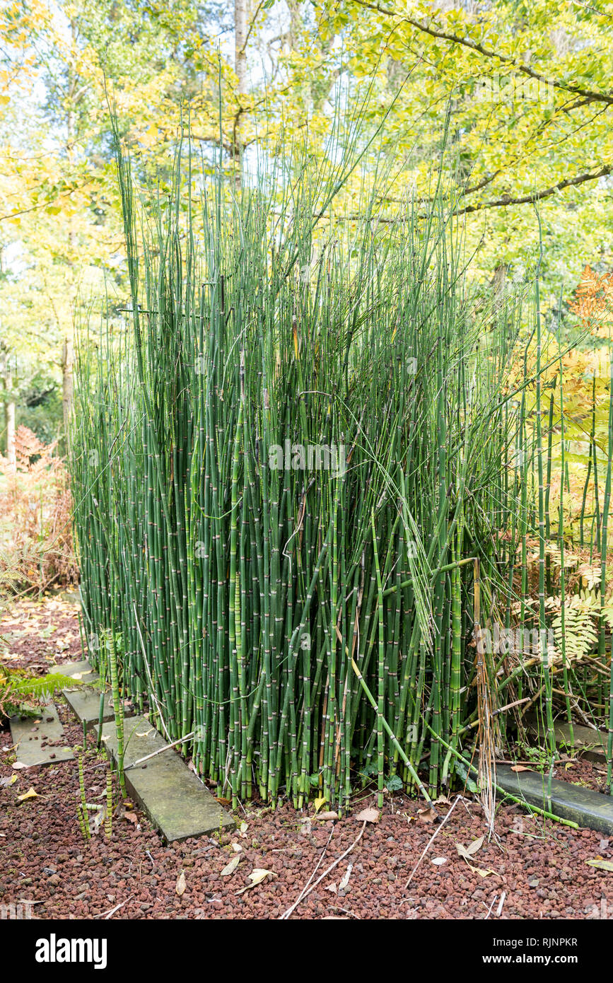 Schachtelhalm Im Garten Herbst Somme Frankreich Stockfoto Bild