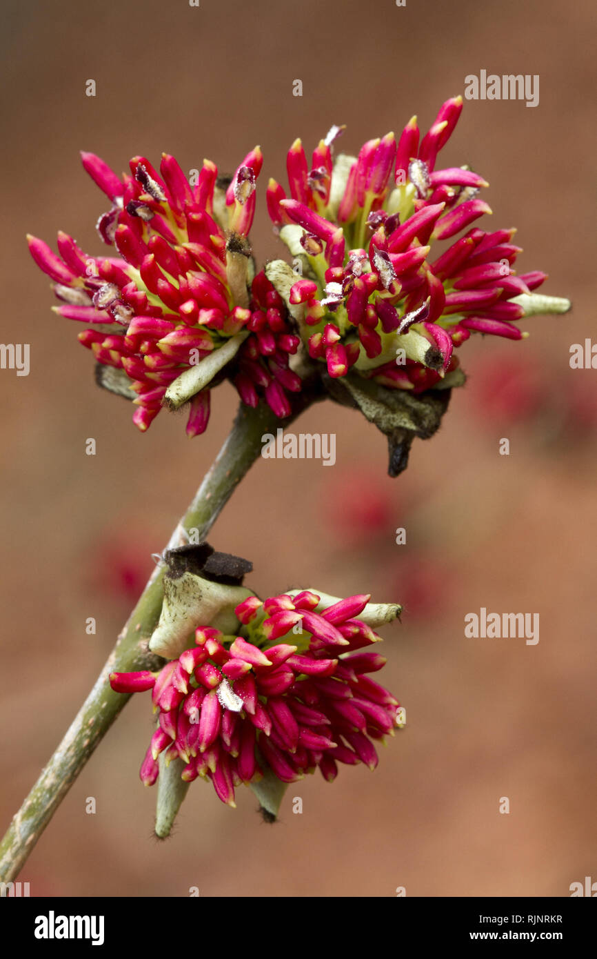 Persische ironwood Tree (Parrotia persica) Stockfoto