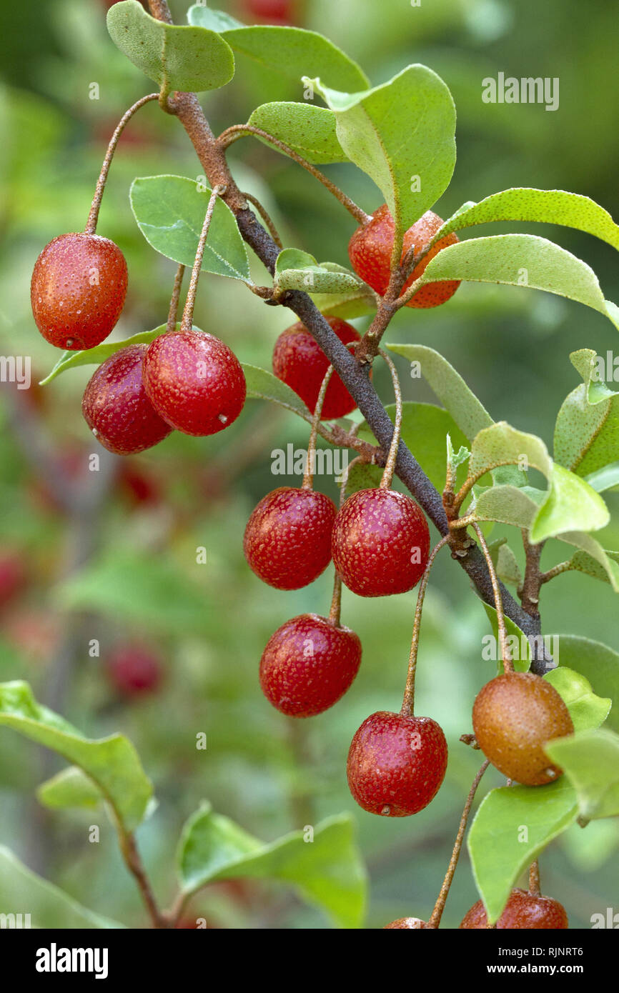 Cherry elaeagnus (Elaeagnus multiflora) Stockfoto