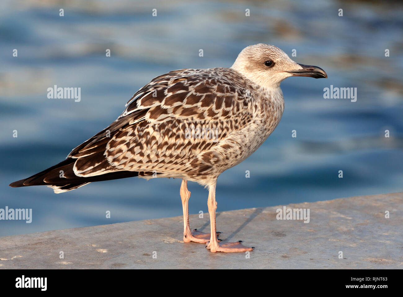 Junge europäische Silbermöwe, closeup Schuß Stockfoto