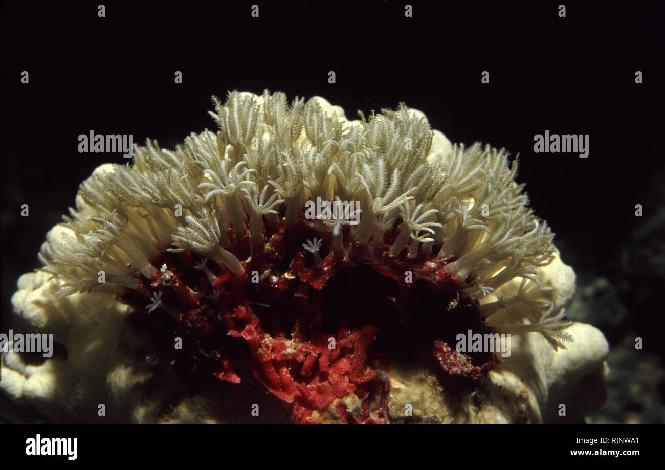 Orgelpfeife Coral (Tubipora Musica) Stockfoto