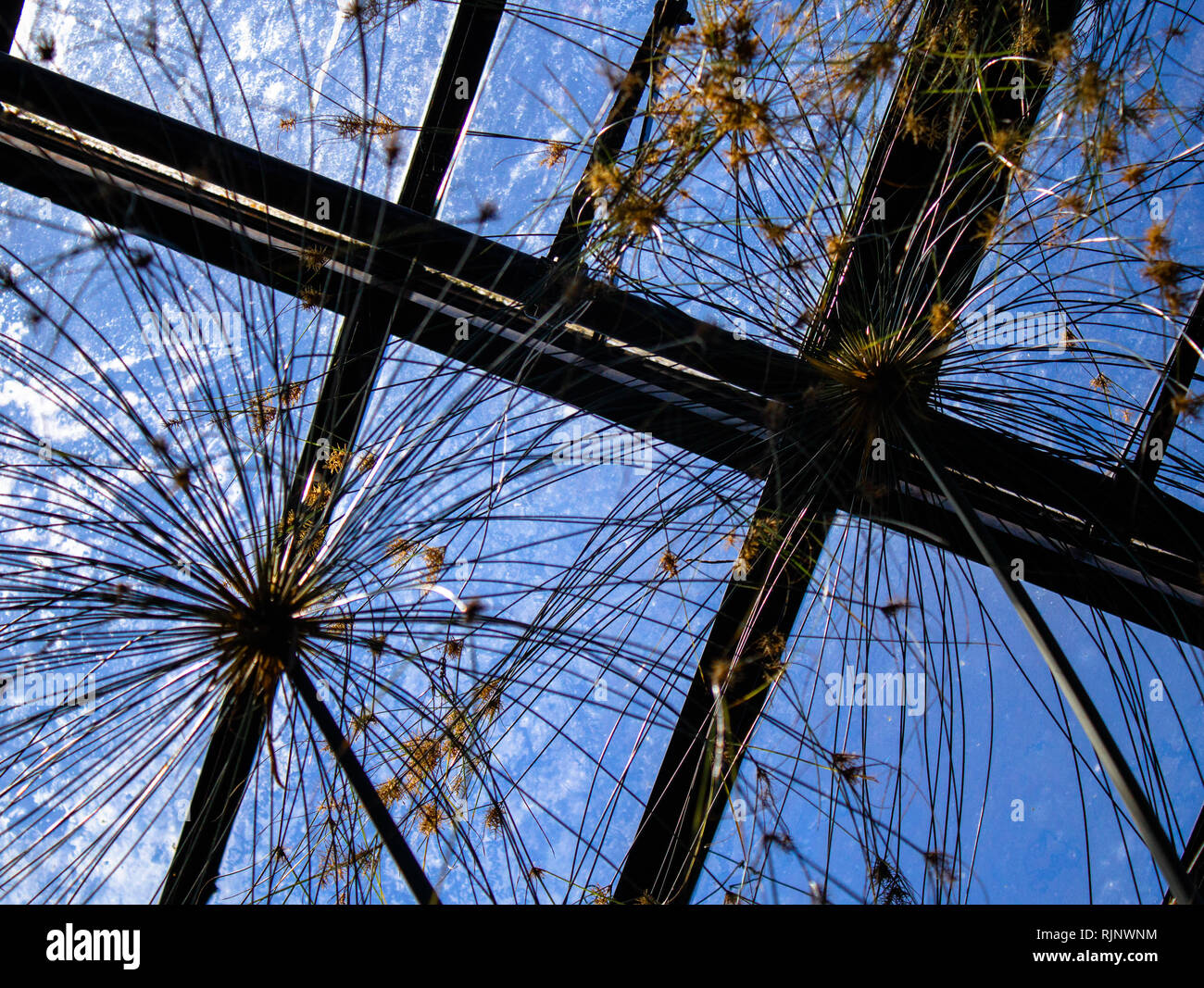 Glasgow Botanical Decke Dach, sonnigen Tag Stockfoto