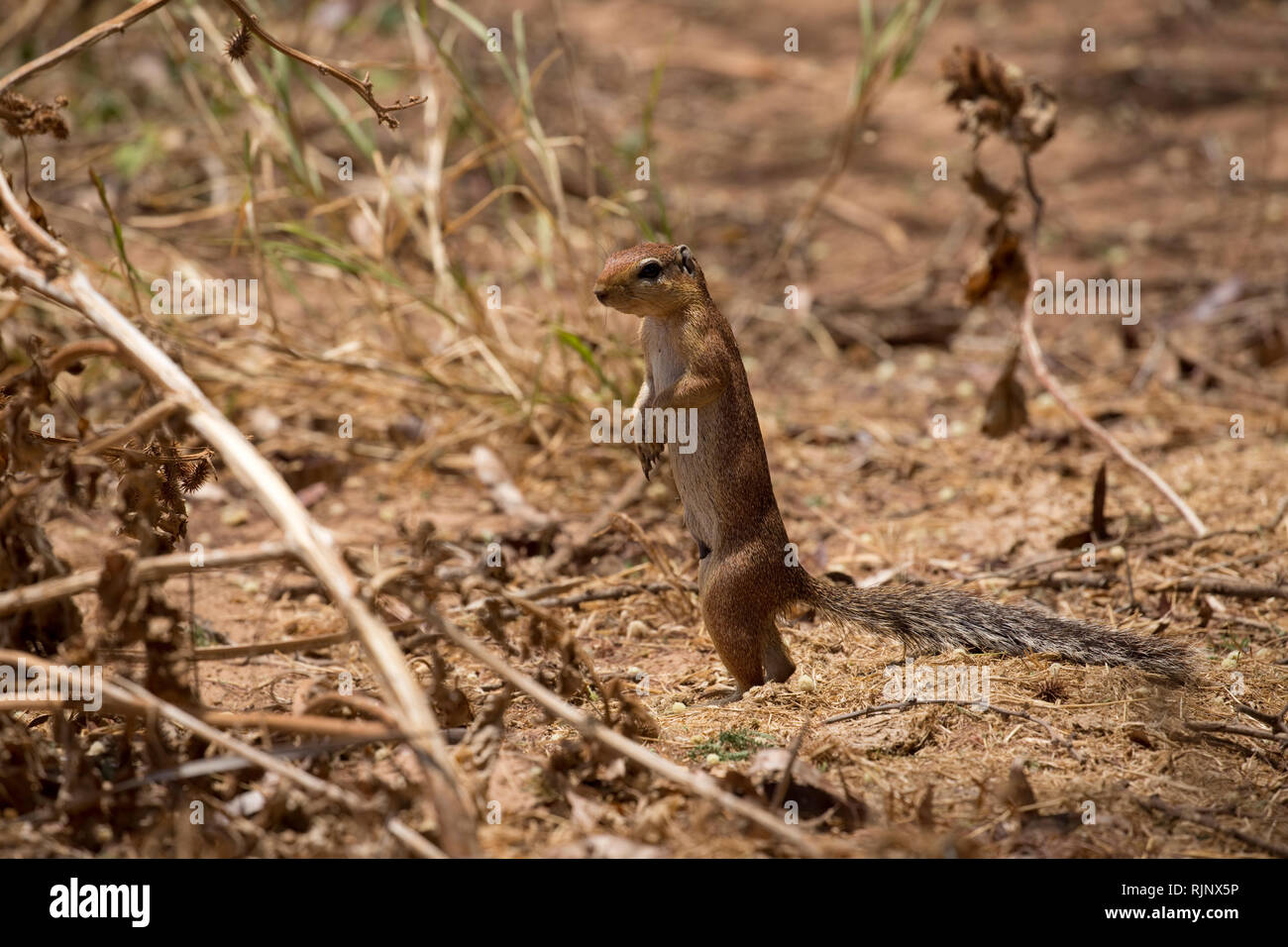 Ein männlicher Unstriped Erdhörnchen, Xerus rutilus, Samburu Game Reserve; Kenia Stockfoto