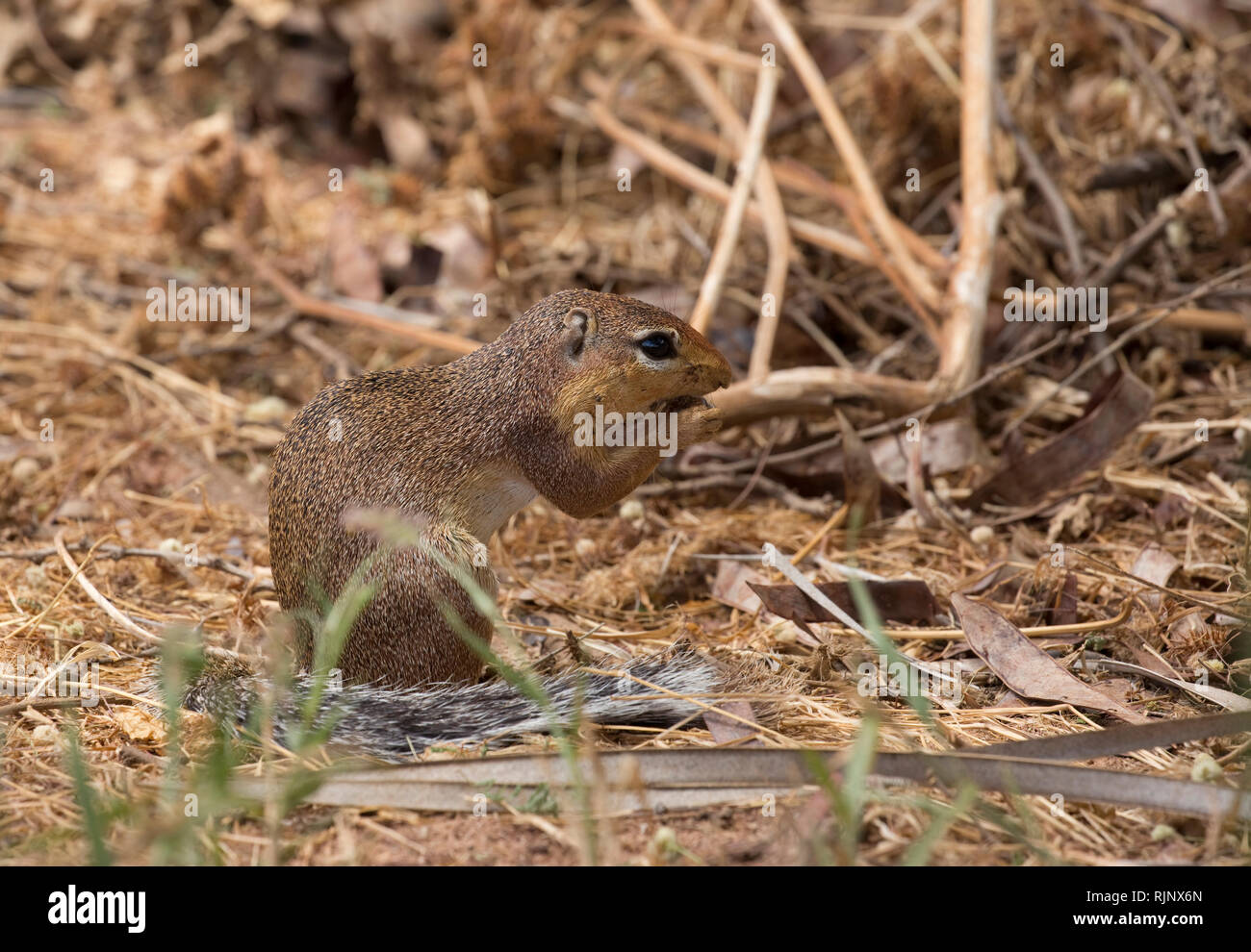 Ein männlicher Unstriped Erdhörnchen, Xerus rutilus, Samburu Game Reserve; Kenia Stockfoto