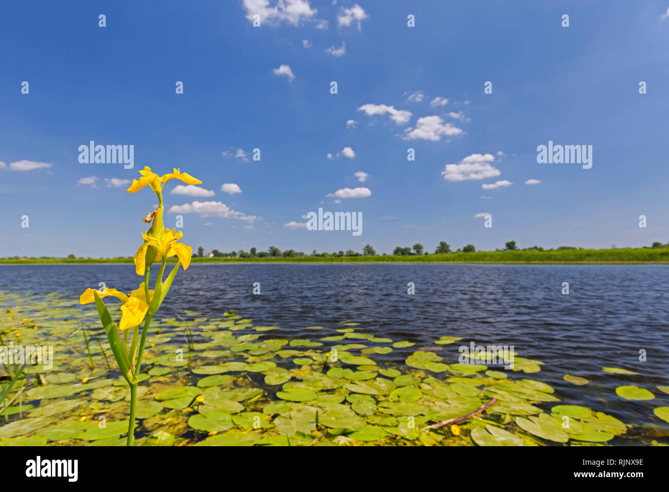 Gelbe Iris in Blume in der Ujście Warty Nationalpark/Warthe River-Mouth Nationalpark, Woiwodschaft Westpommern Woiwodschaft Lebus/Provinz, Polen Stockfoto