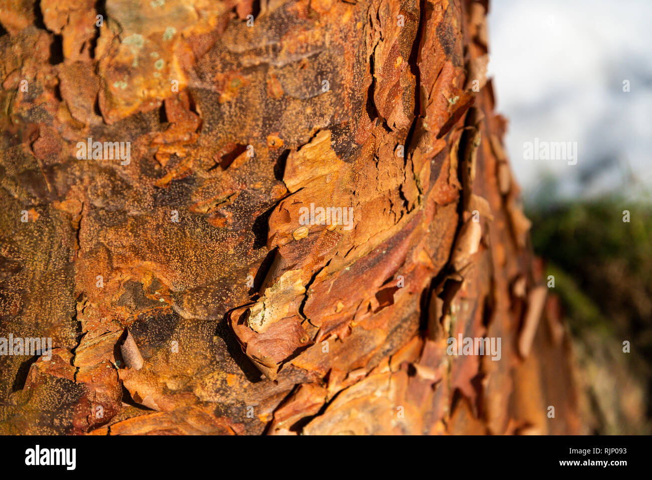 Die Rinde eines reifen paperbark Ahorn (Acer griseum) Stockfoto