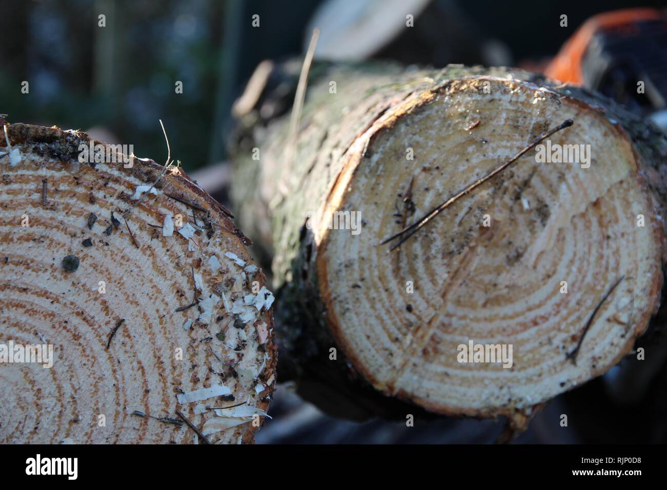 Zwei frisch geschnittenen Baum Protokolle mit unscharfen Maschinen hintergrund Stockfoto