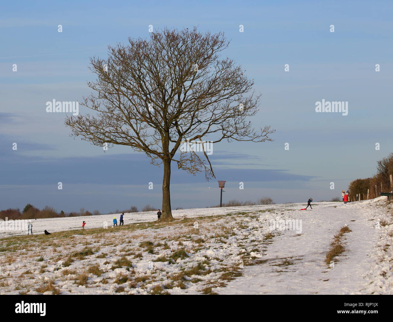 Ein einsamer Baum in einer schneebedeckten Landschaft auf Dunstable Downs, Bedfordshire, England, Großbritannien Stockfoto