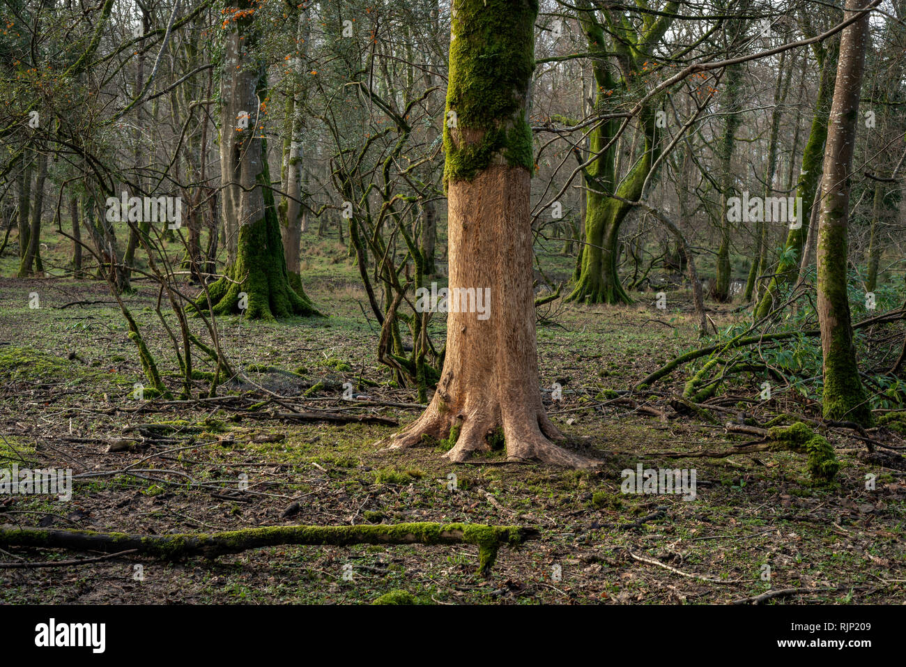 Einzelne beschädigte abgestreifte abgekratzte Baumrinde von Rehen im Killarney National Park, County Kerry, Irland. Stockfoto