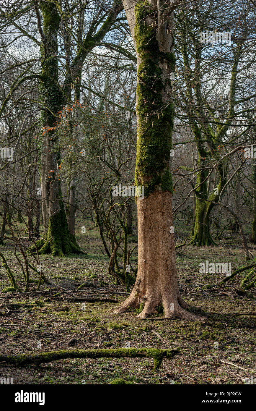 Einzelne beschädigte abgestreifte abgekratzte Baumrinde von Rehen im Killarney National Park, County Kerry, Irland. Hirsch beschädigt Baum Umweltproblem. Stockfoto