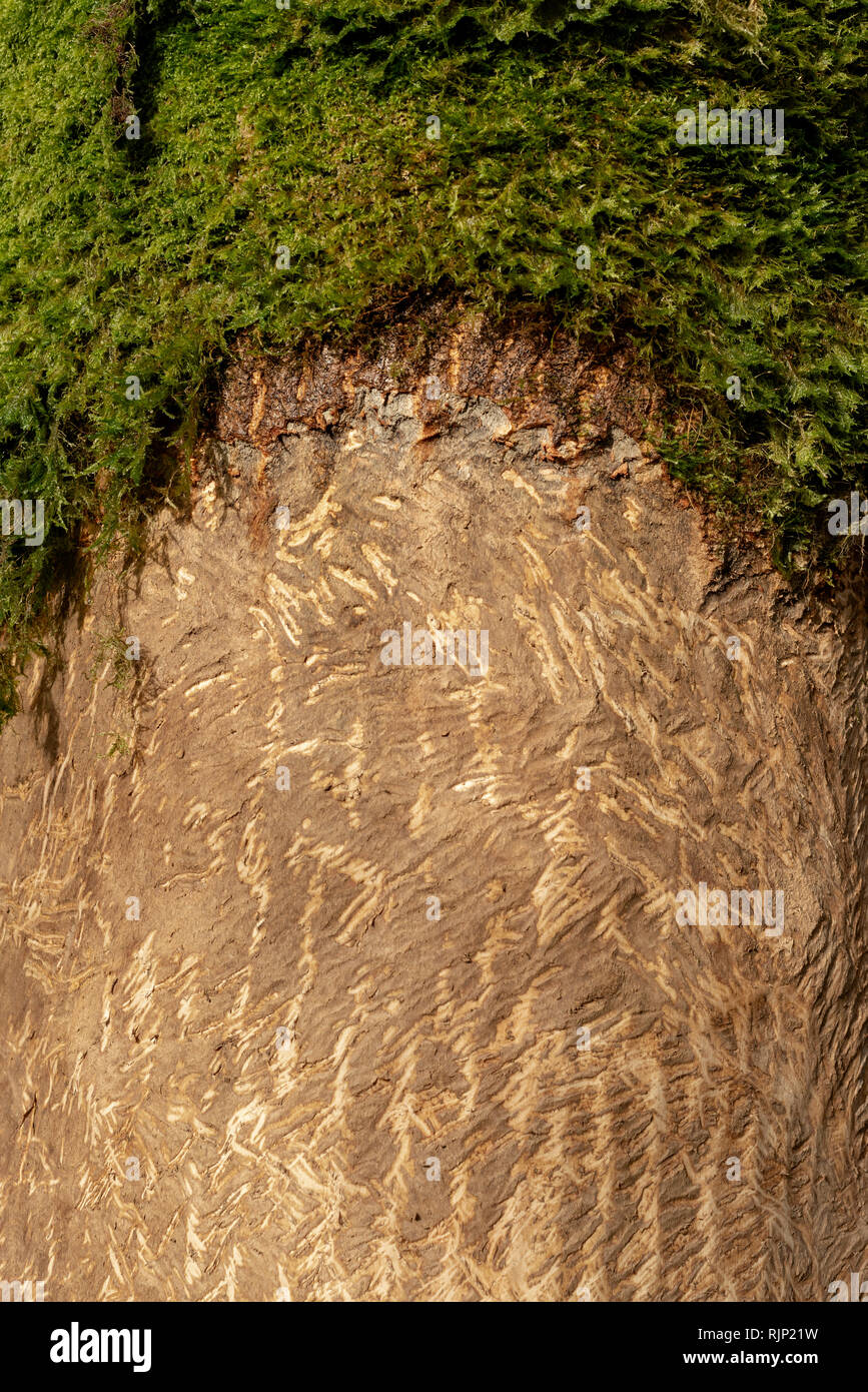 Hirschspuren auf Baumstämmen von Hirschen. Durch Rehe beschädigter Baumstamm. Stockfoto