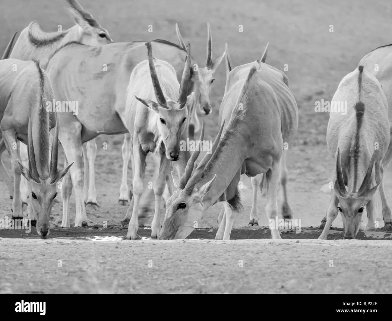 Eine Herde Eland an einem Wasserloch in der südlichen afrikanischen Savanne Stockfoto