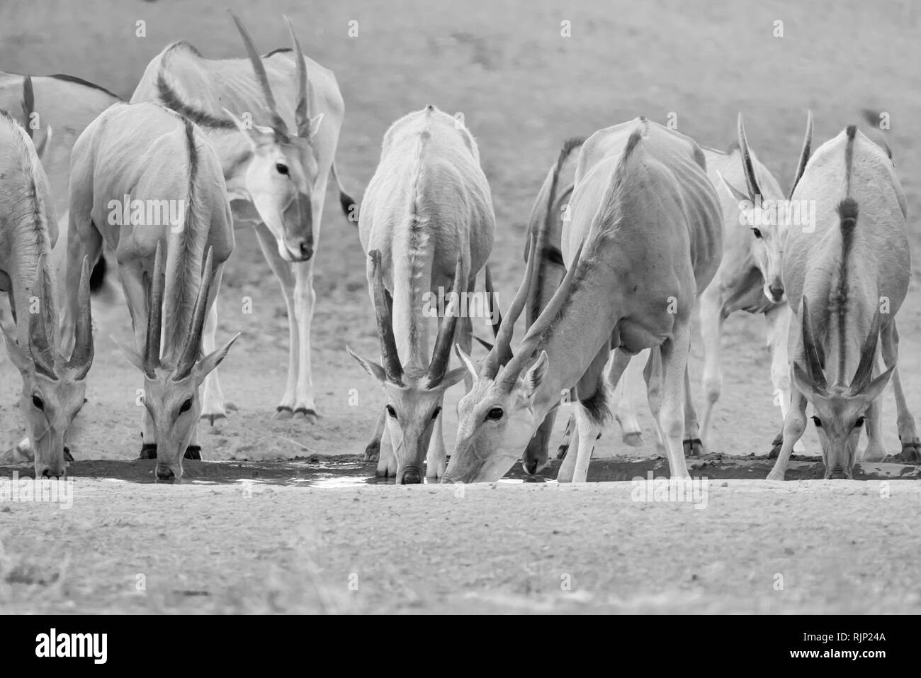 Eine Herde Eland an einem Wasserloch in der südlichen afrikanischen Savanne Stockfoto