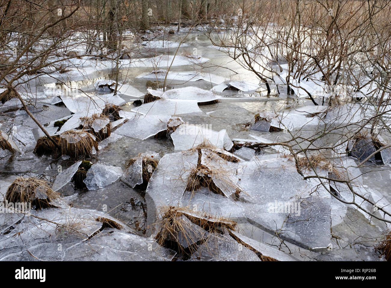 Eis bedeckte Fläche mit Bäumen während der Wintersaison in Great Swamp National Wildlife Refuge. Morris County. New Jersey Sumpf. USA Stockfoto