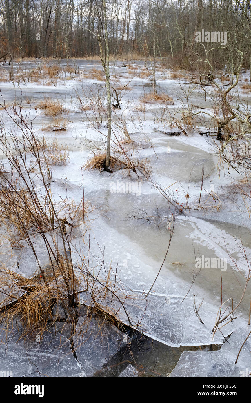 Eis bedeckte Fläche mit Bäumen während der Wintersaison in Great Swamp National Wildlife Refuge. Morris County. New Jersey Sumpf. USA Stockfoto