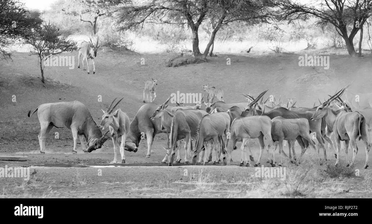 Eine Herde Eland an einem Wasserloch in der südlichen afrikanischen Savanne Stockfoto