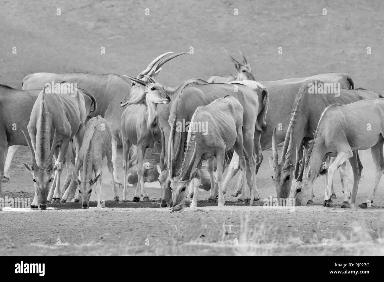 Eine Herde Eland an einem Wasserloch in der südlichen afrikanischen Savanne Stockfoto