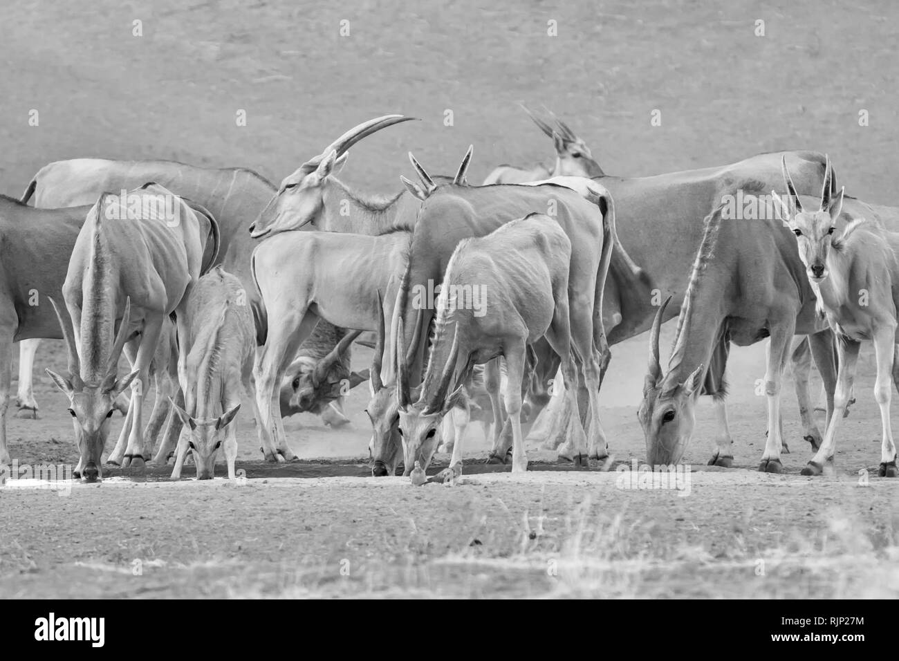 Eine Herde Eland an einem Wasserloch in der südlichen afrikanischen Savanne Stockfoto