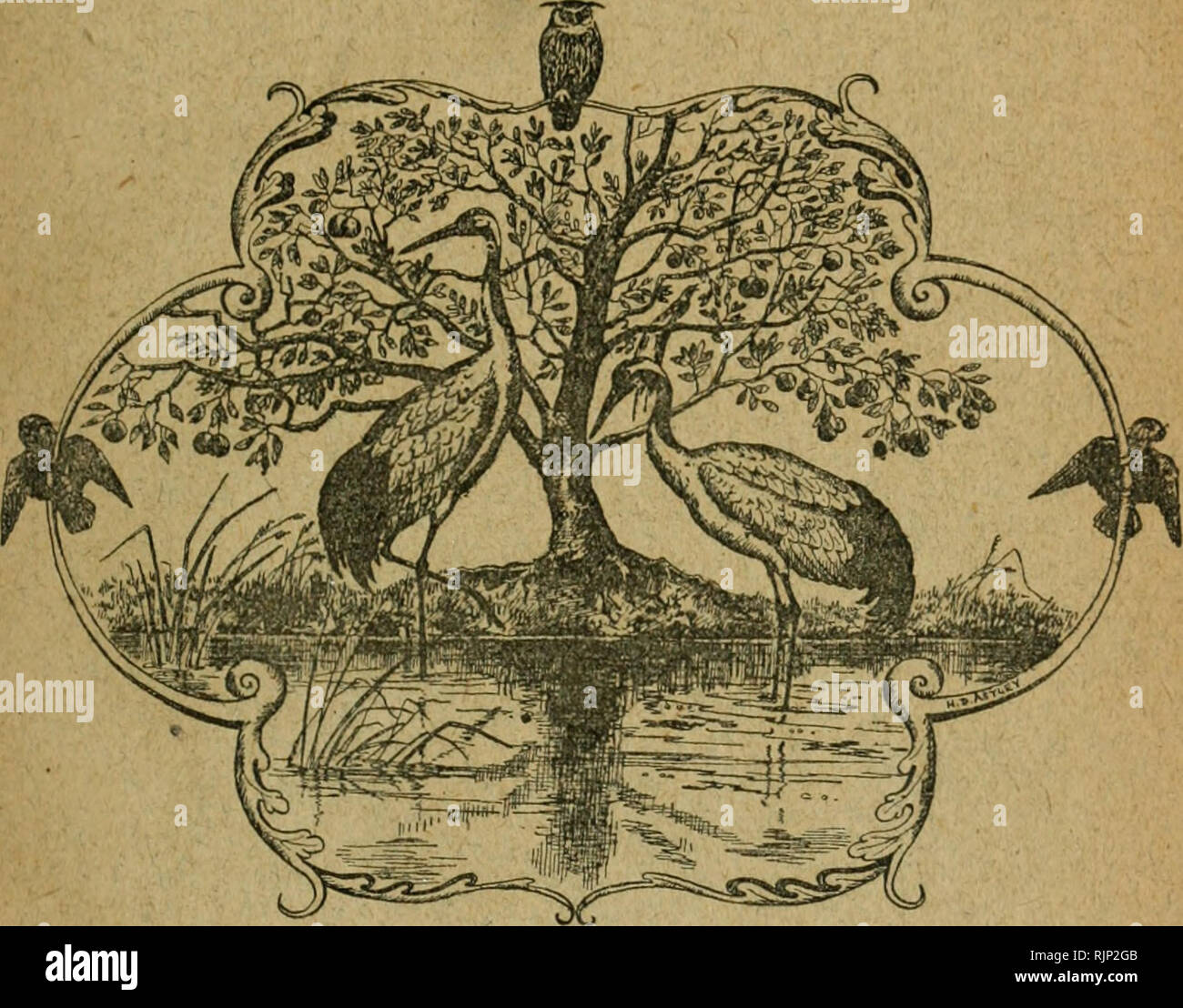 . Der Avicultural Magazin. Vogelzucht; Vögel; Vogelkäfig. Der AVICULTURAL MAGAZIN E. INHALT. S. GE Miscellanies, durch HliBERT U. Astley, M.A. ... ... 135 Buff-backed Reiher, von J. LEWIS BONHOTE, M.A. ... 138 Gambische Rollen, von Dr. E., Hopkinsox D.S.O. ... 140 Papageien, die von der späten 0. E. Cresswei. Ich, ... 14 'ich Stray Notizen... 14-5 Rezension: Das Journal des Museums von Comparntive auf (.-V ... ... 1-17 die Tagung des Rates... 148 Korrespondenz: Lebende Vögel aus Brasilien; Die Seneg Siskin Maultiere xl I "arrot; Hoodeil. Â ... ... 149 dritte Serie. Der Preis oI" im August dieses Jahres. VOL. Xi. Nr. 8. Anzahl Stockfoto