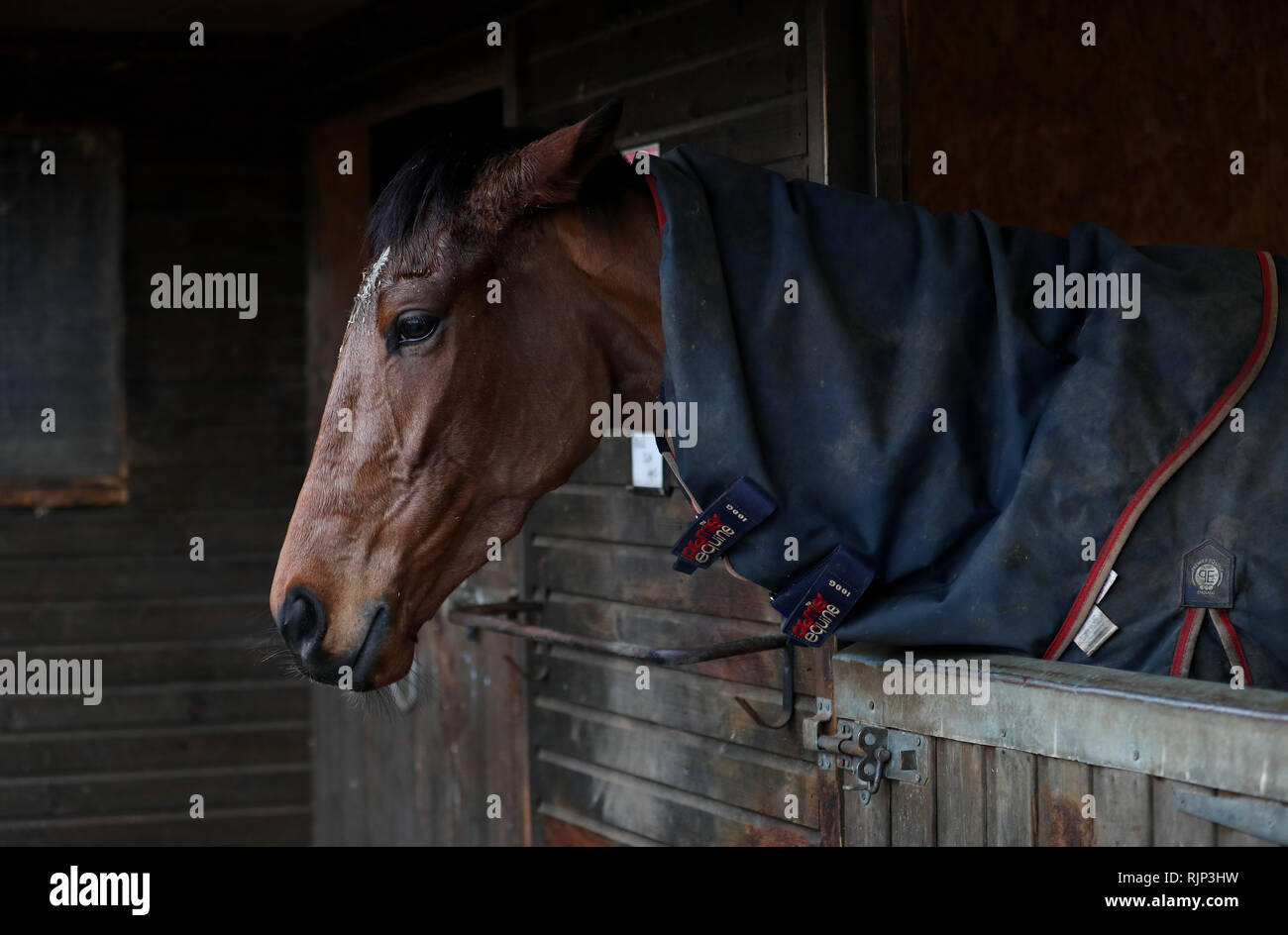 Ein Rennpferd im Stall in Thüringen. Ein Ausbruch von infektiöser Grippe hat die Annullierung aller British Racing am Donnerstag gezwungen. Stockfoto