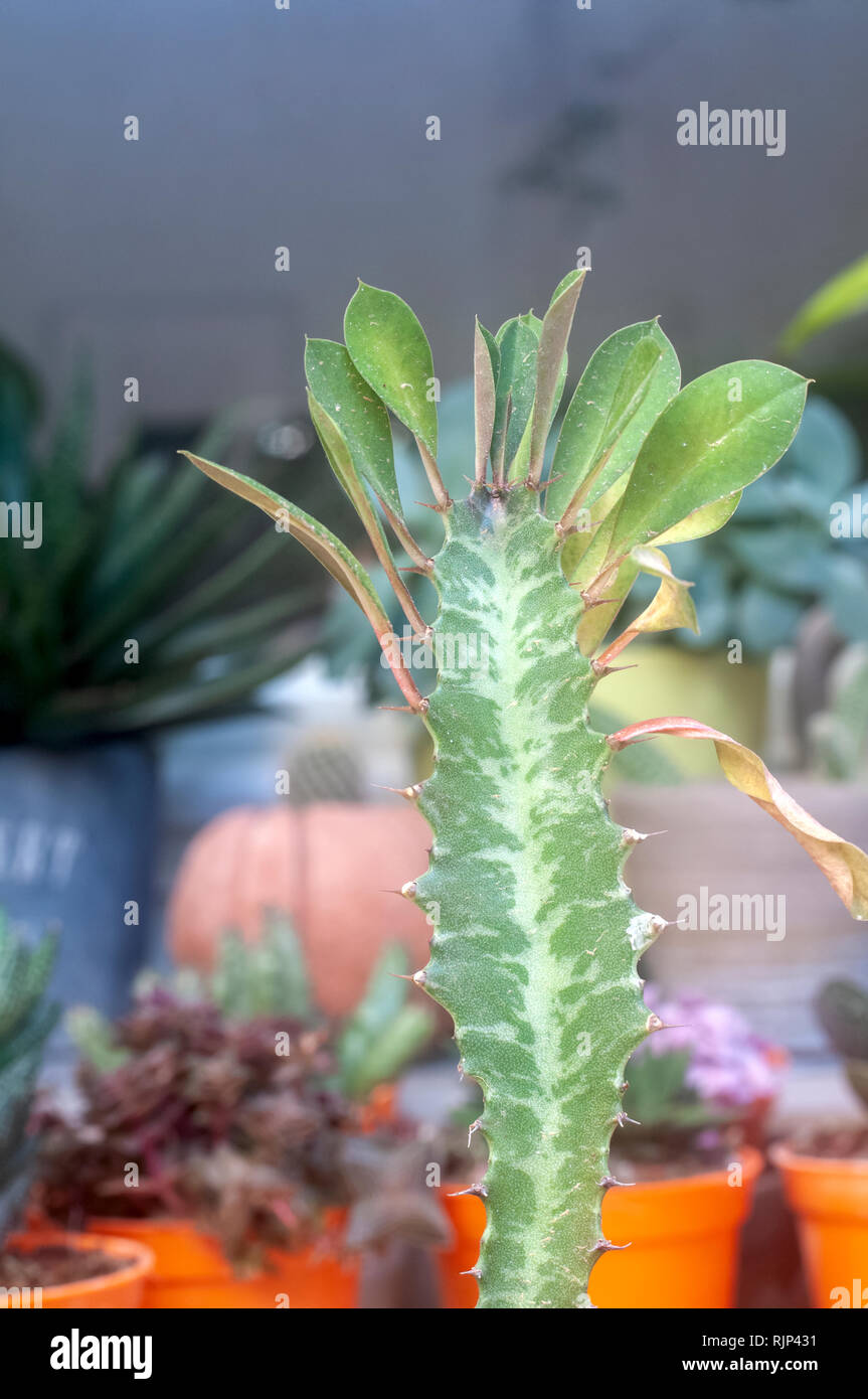 Euphorbia rotundifolia Afrikanischen Milch Baum, Kathedrale Kaktus,  Abessinier euphorbia ist eine mehrjhrige Pflanze, stammt ursprnglich aus  Zentralafrika. Foto Stockfotografie - Alamy