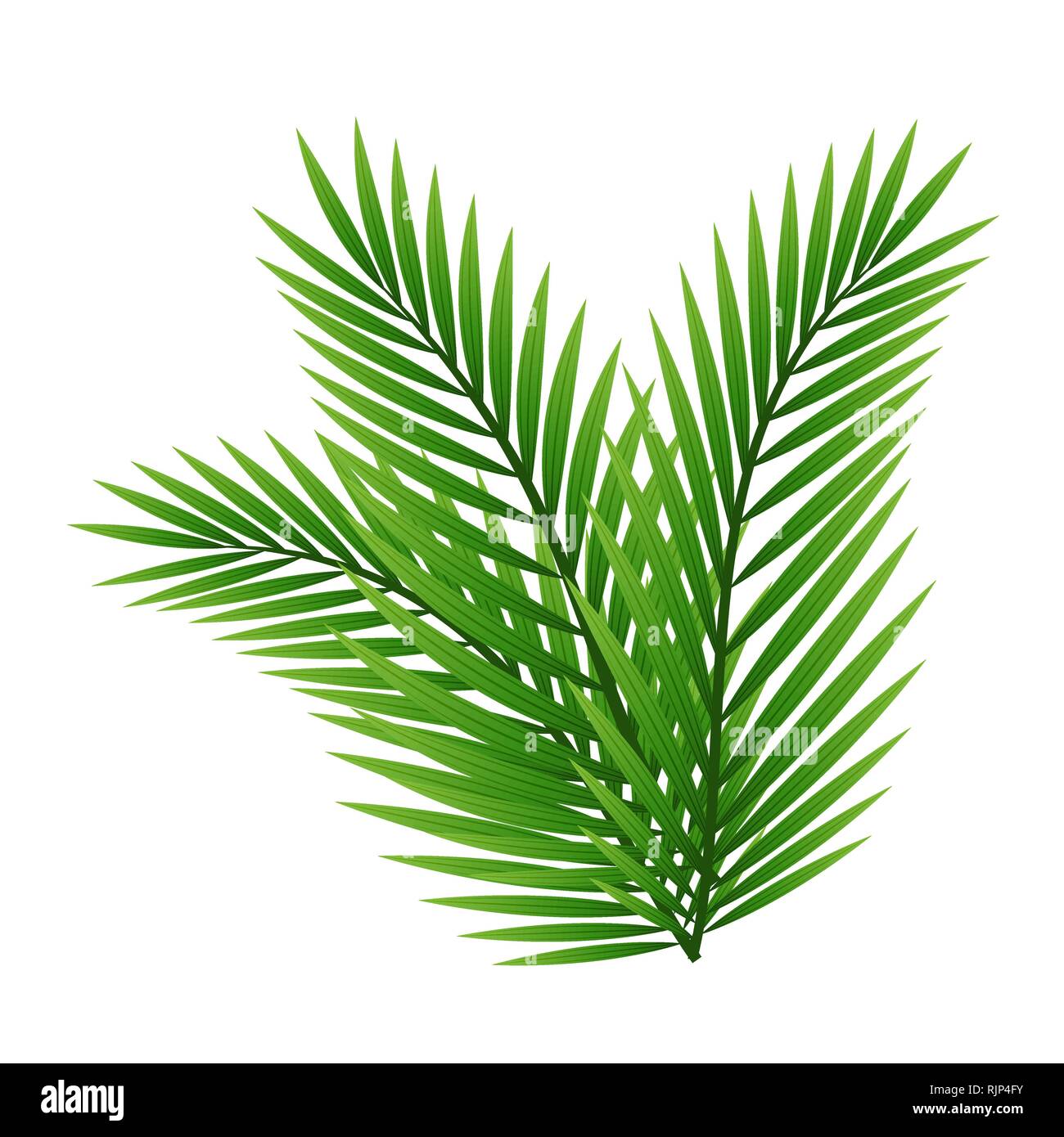 Grüne Blätter der Palme auf weißem Hintergrund Stock Vektor