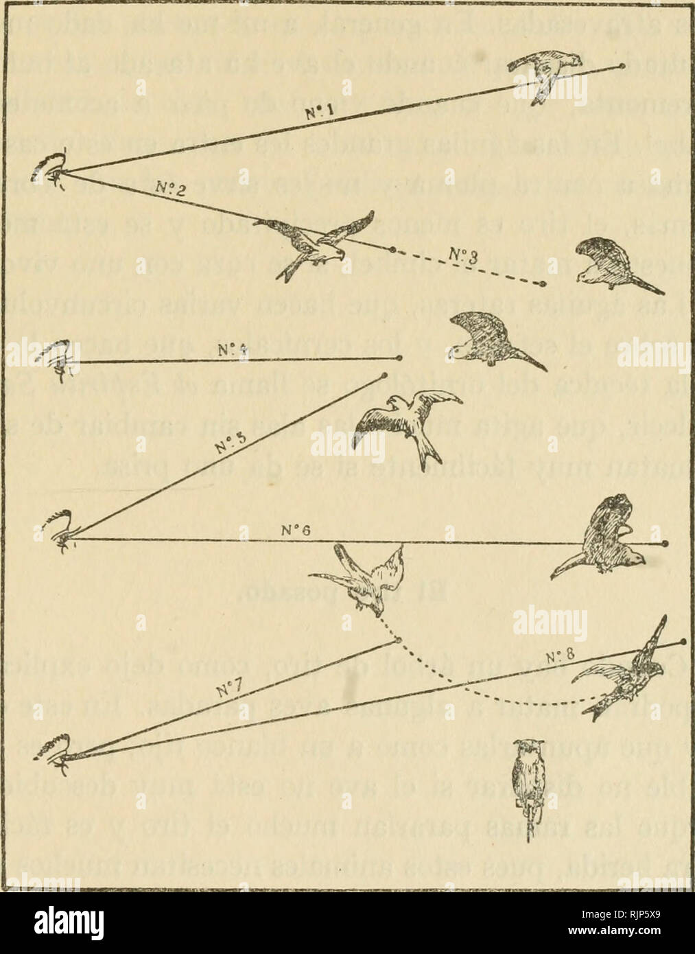 . Aves de rapiña y su caza. Raubvögel; Falconiformes. - 329 - Cuando el ave de rapiña viene derecha sobre el Caza-Dor a la Altura de los Ojos, lo más sencillo Es figurarse que está Uno tirando una Perdiz en Batida, y hacer lo mismo que en ese Caso.. Varios tiros que presentarse suelen.. Bitte beachten Sie, dass diese Bilder sind von der gescannten Seite Bilder, die digital für die Lesbarkeit verbessert haben mögen - Färbung und Aussehen dieser Abbildungen können nicht perfekt dem Original ähneln. extrahiert. Medinaceli, Duque de. Madrid [Spanien]: S. A. Blass Stockfoto