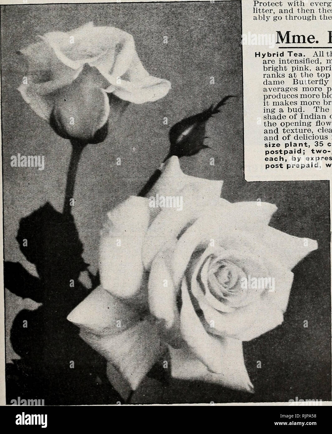 . Herbstausgabe 1925: Unsere neuen Guide rose Kultur zu. WINTER UND FRÜHLING BLUMENZWIEBELN UND PFLANZEN 17 Dingee Pot-Grown Own-Root Rosen im Herbst Einpflanzen für mehrere Jahre haben wir unseren Kunden nicht-gewachsen, eigenen root-Rosen im Herbst einpflanzen und wir cannox, zu stark betonen die Zweckmäßigkeit der Herbst einpflanzen Tho während der Monate August, September, Oktober und im Süden und Südwesten, November. Wir waren die Ersten in Amerika die Ursus Pflanzen geeignet für diesen Zweck zu produzieren. Da dann die Angelegenheit hat in der Regel eingeführt worden, aber wir behalten noch die Qualität ein Stockfoto