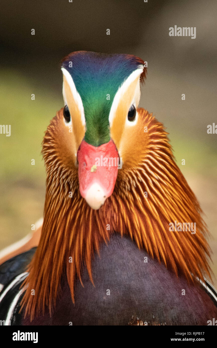 Mandarinente Closeup in Farbe Stockfoto