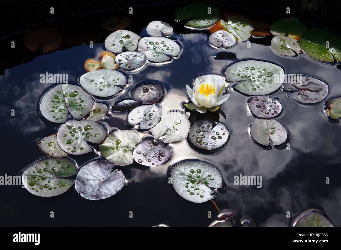 Kleine wachsende Seerose weiß im Garten Whirlpool, Nymphaea alba Moll