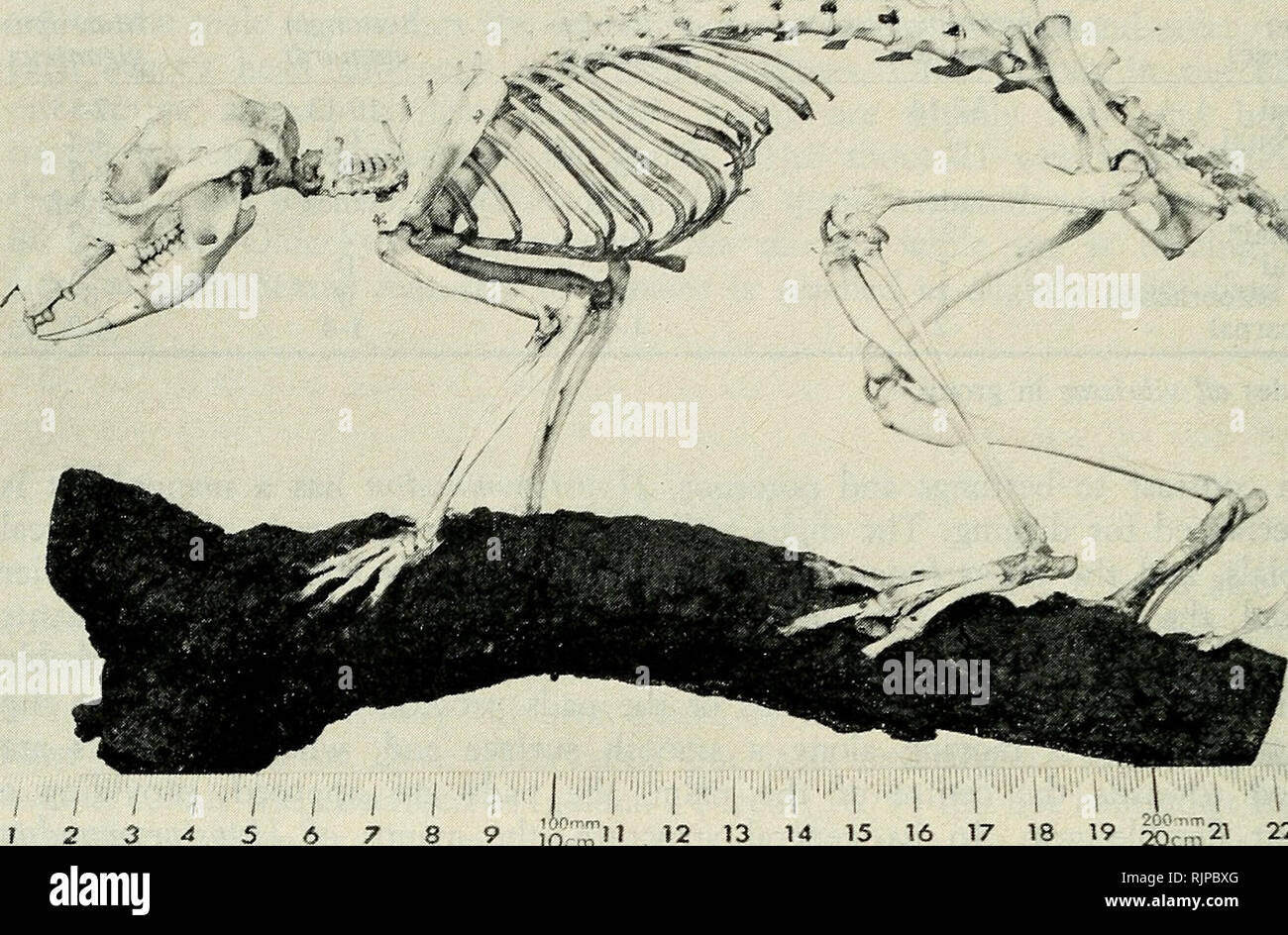 Die Australische Zoologe Zoologie Zoologie Zoologie S M Johnson Und R Strahan 19 20 Cm 21 22 23 24 Abb 10 Montiert Skelett Hypsiprymnodon Moschatus Am Uncatalogd Schwanz Und Funfte Ziffer