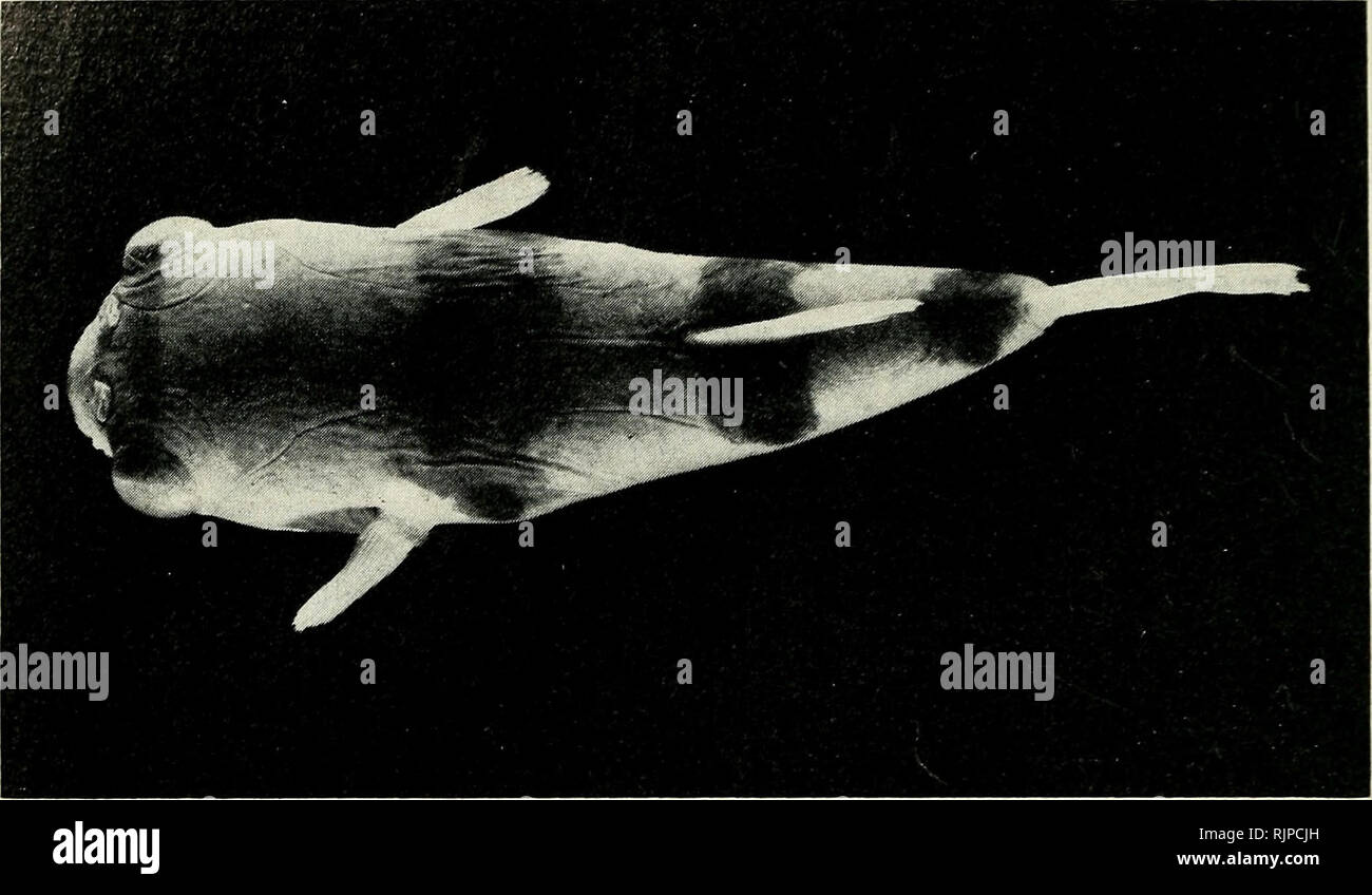 . Die australische Zoologe. Zoologie; Zoologie; Zoologie. G. S. HARDY. Abb. lb. Marilyna pleurosticta NMNZ S. 10166, 79 mm, SL Dorsalansicht.. Bitte beachten Sie, dass diese Bilder sind von der gescannten Seite Bilder, die digital für die Lesbarkeit verbessert haben mögen - Färbung und Aussehen dieser Abbildungen können nicht perfekt dem Original ähneln. extrahiert. Royal zoologischen Gesellschaft von New South Wales; Königliche Zoologische Gesellschaft von New South Wales. Verfahren. [Sydney, Royal zoologischen Gesellschaft von New South Wales] Stockfoto