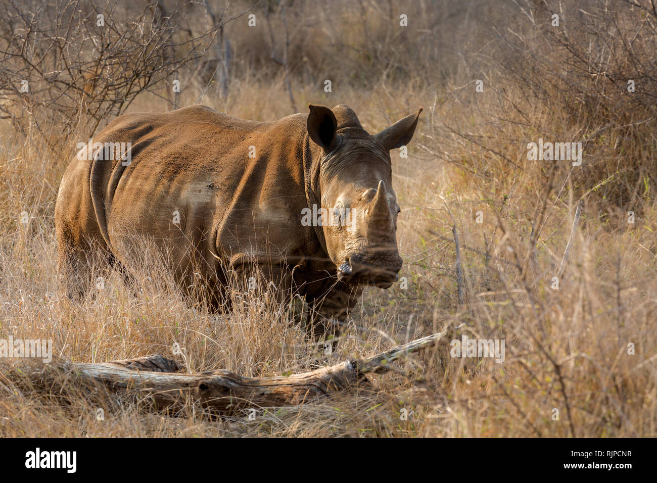 Ein einzelner Mann White Rhino, festsitzende in trockenen Schlamm sieht aus dem Gestrüpp, in einem Naturschutzgebiet im Krüger Nationalpark, Südafrika Stockfoto