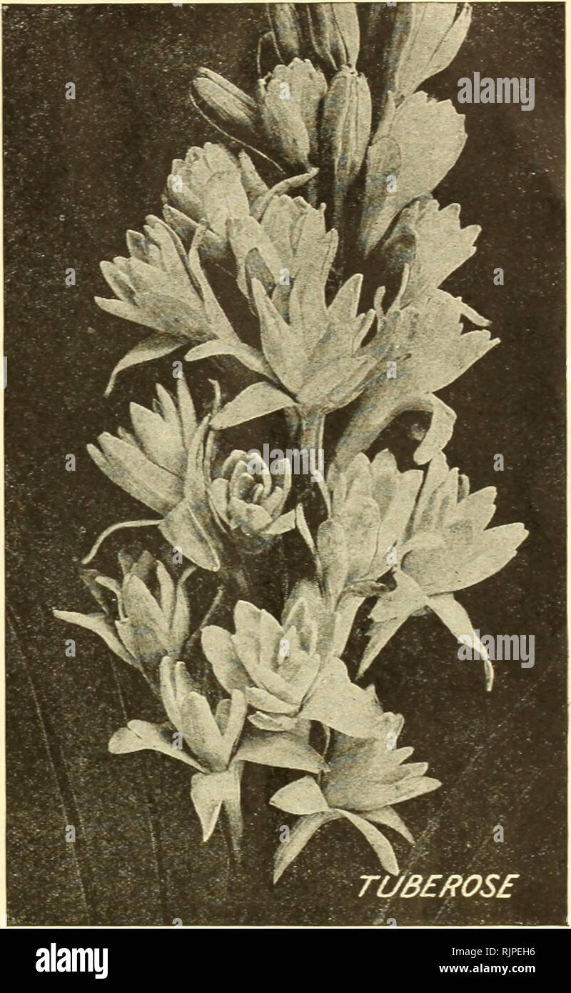 . Herbst 1928 [Katalog]. Baumschulen (Gartenbau) Kataloge; Blumen Samen Kataloge; Pflanzen, Zierpflanzen, Gemüse Samen Kataloge Kataloge Kataloge; Bäume, Gräser, Samen Kataloge; Gartengeräte und Zubehör Kataloge. Zepkyranthes (Zephyr Blume, oder Fee Lilien) Sehr für massing oder Grenzen wirksam, blühende bis zum Abwinken im Frühling und Sommer; Auch geeignet für Topf Kultur, ein paar Glühbirnen Topfpflanzen im Herbst wird ein schönes Display im Winter geben. Alba - Pure White. 10 c, 75 c pro Dutzend. Rosea - Rosa. 10 c Jeder; $ 1,00 pro Dutzend. Die Glühlampe der Faser Germain vorbereitet vorbereitet Fibre-Channel Stockfoto