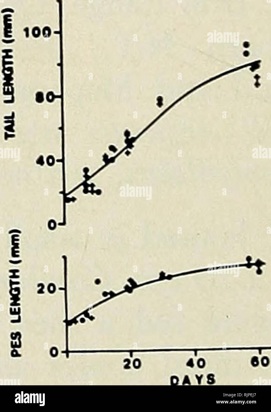. Die australische Zoologe. Zoologie; Zoologie; Zoologie. RATTUS FUSCIPIS OREYI? U.i. • FtmiH. Abb. 1. Wachstumsraten von Rattus tunneyi culmorum tunneyi, Rt, R. fuscipes coracius und R.f. grayi, wie durch Änderungen in Gewicht, und Körper und Kopf, Schwanz gemessen, und PES-Länge. Kurven durch Auge ausgestattet. 298 Aust. Zool. 20 (2), 1979. Bitte beachten Sie, dass diese Bilder sind von der gescannten Seite Bilder, die digital für die Lesbarkeit verbessert haben mögen - Färbung und Aussehen dieser Abbildungen können nicht perfekt dem Original ähneln. extrahiert. Royal zoologischen Gesellschaft von New South Wales; Royal Zoological Soc Stockfoto