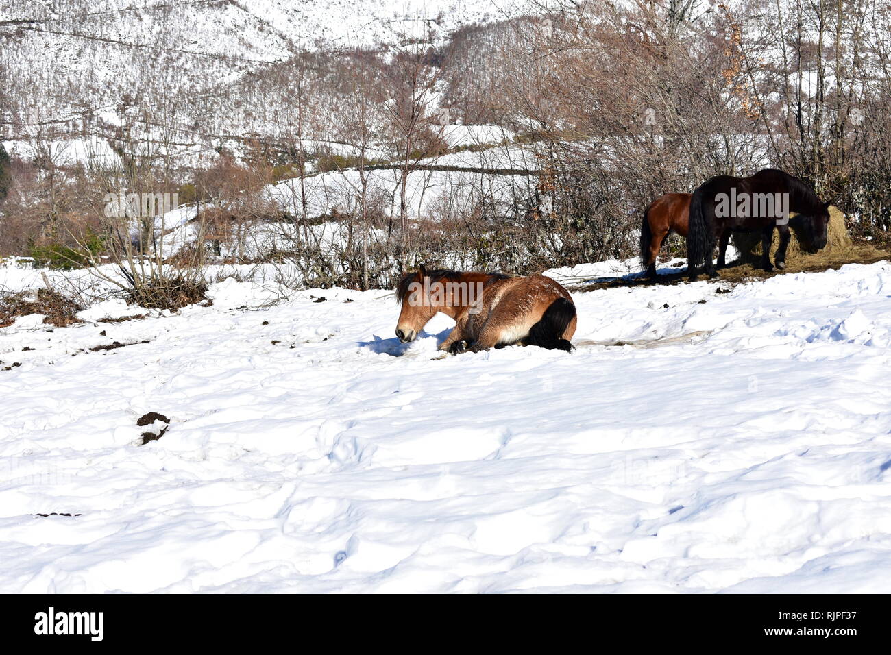 Pferd spielen in die schneebedeckten Berge. Piornedo, Ancares Region, Galicien, Spanien. Stockfoto