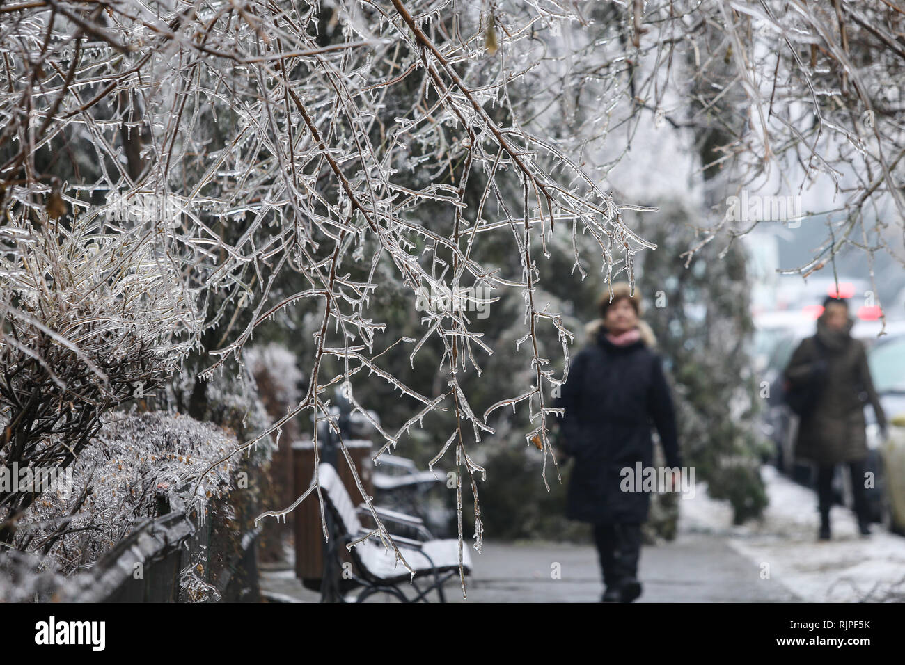 Details with frozen vegetation after a freezing rain weather phenomenon Stockfoto