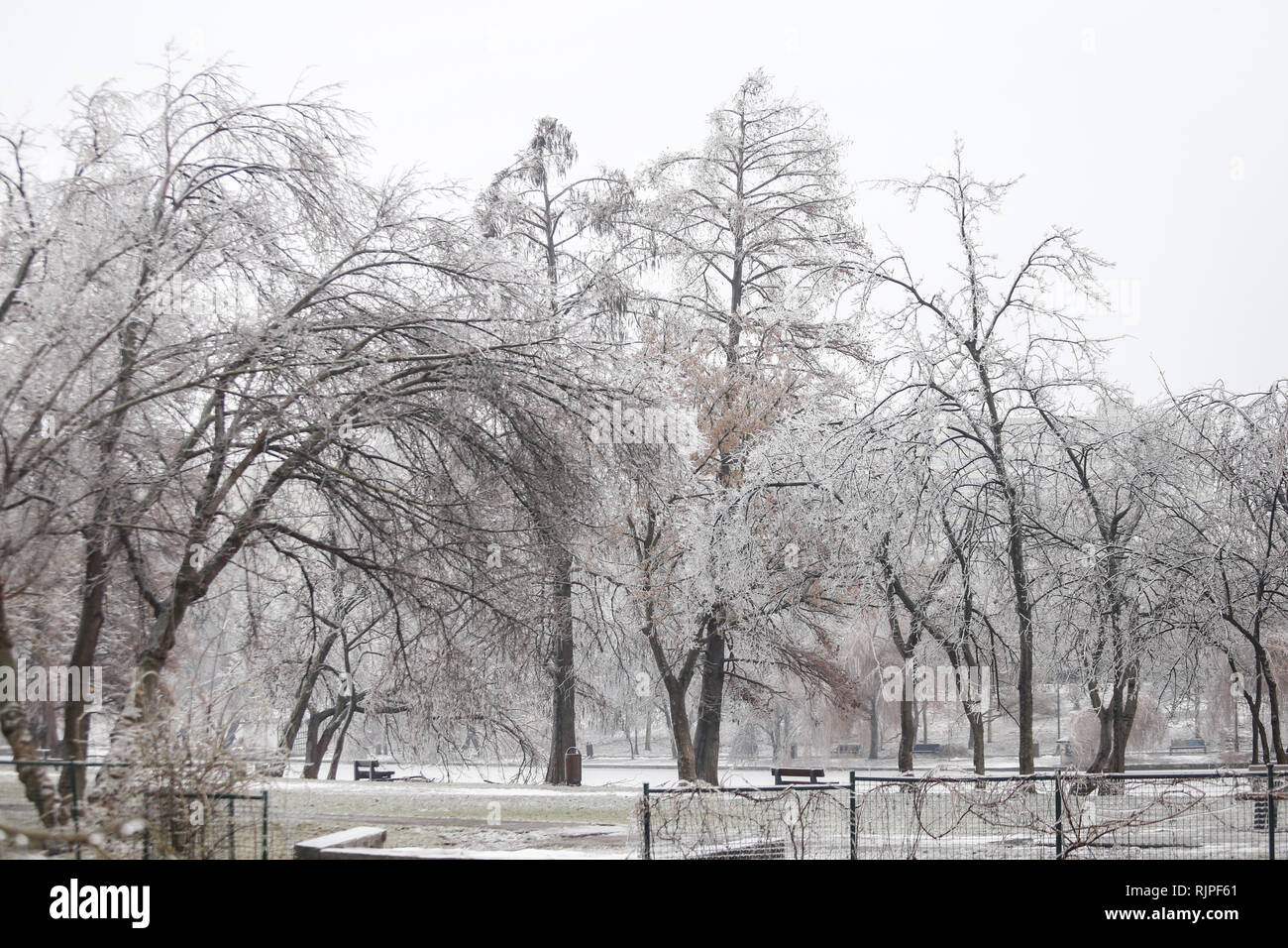 Gefrorene Park im Winter nach einem Regen wetter Phänomen Stockfoto
