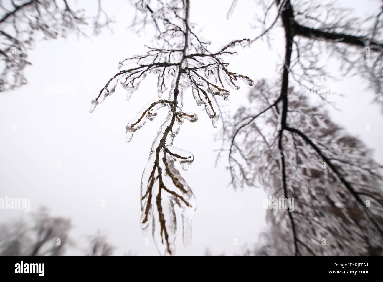 Details mit gefrorenen Vegetation nach einem Regen wetter Phänomen Stockfoto