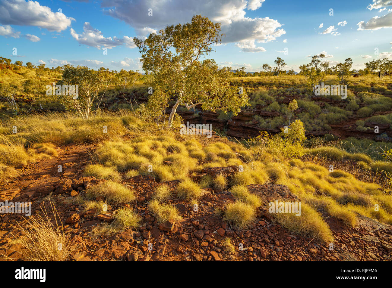 Buschland auf joffre Gorge in der Wüste des Karijini National Park, Western Australia Stockfoto