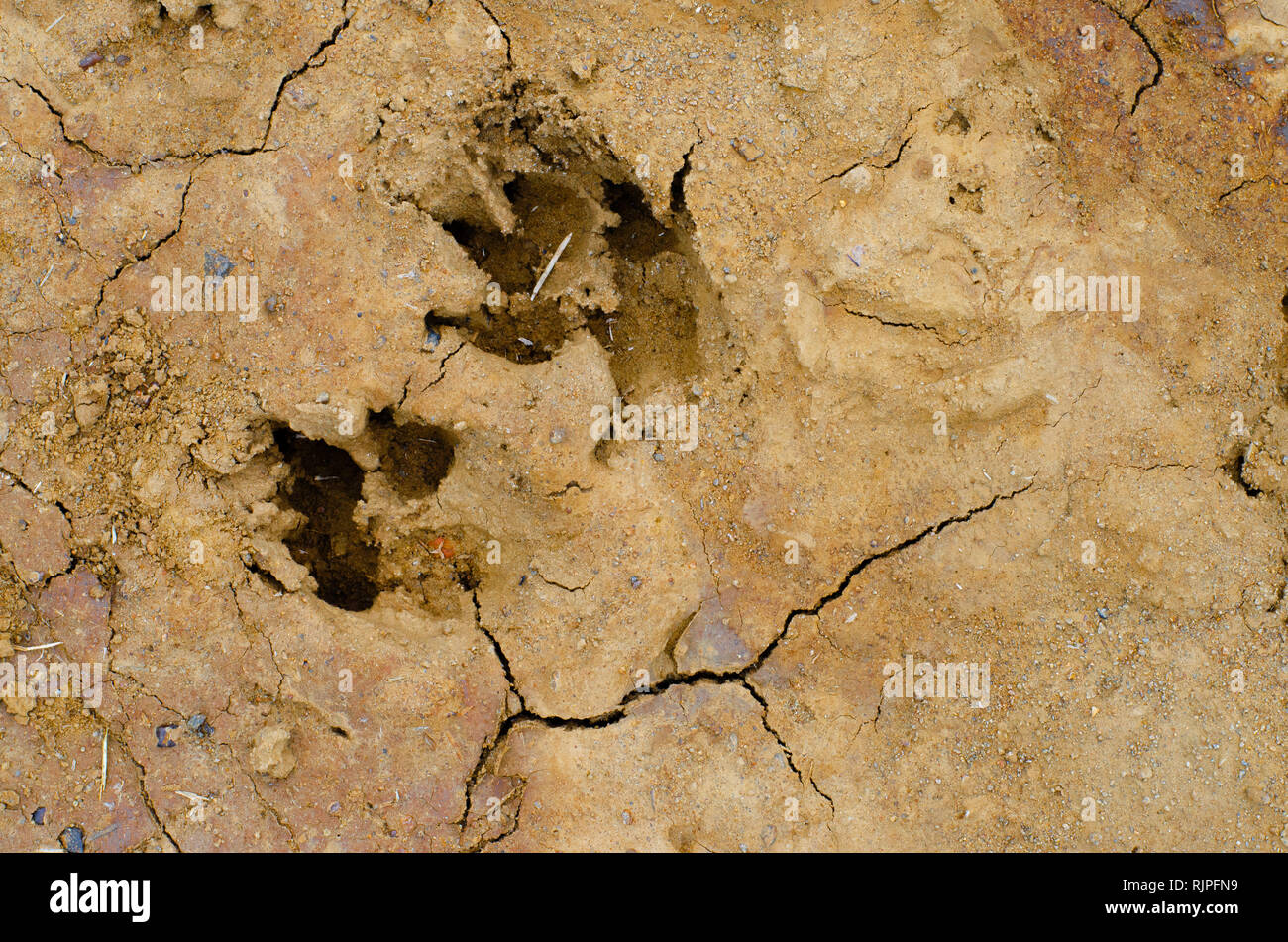 Hund footprints in einem Trockenschrank Schlammpfütze bilden eine interessante Textur oder Hintergrund. Stockfoto