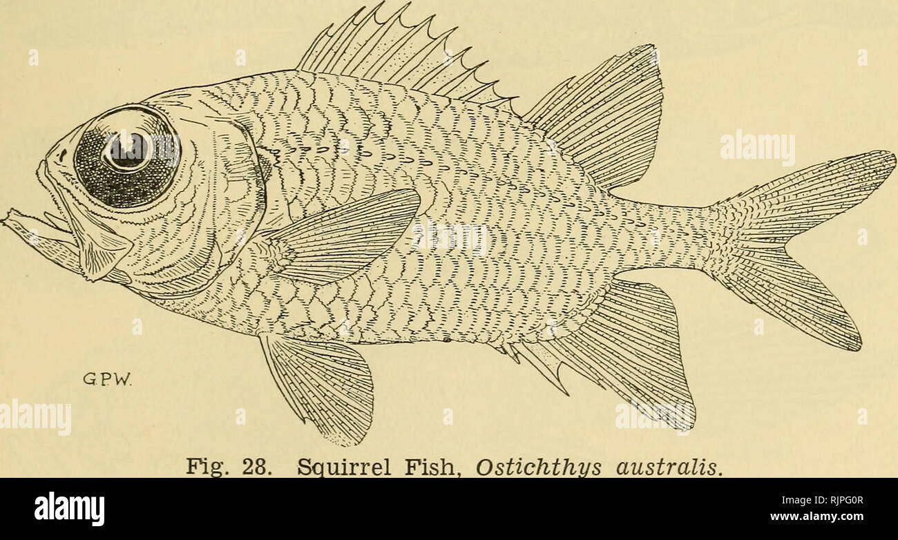 P robustus Fotos und Bildmaterial in hoher Auflösung Alamy