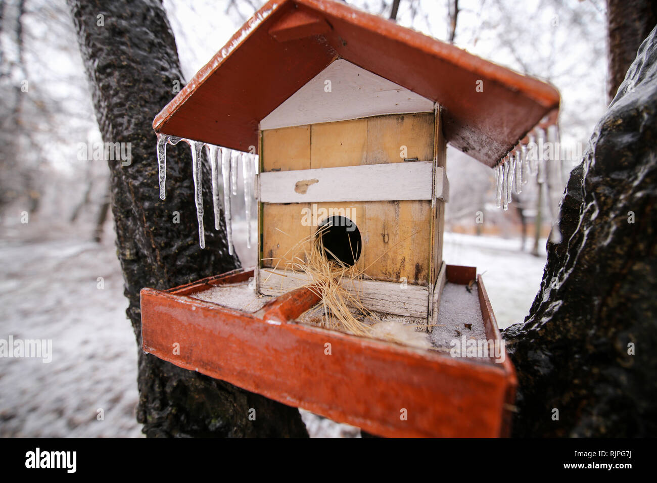 Gefrorenes Holz- Bird House in einem Baum nach einem Regen wetter Phänomen Stockfoto