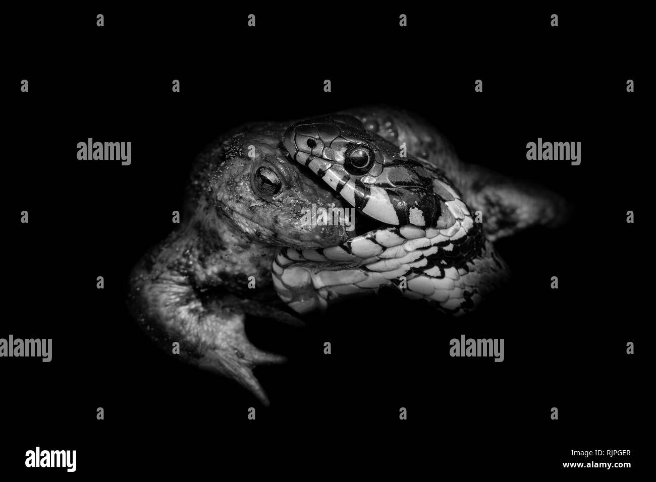 Tierwelt Foto von Snake Essen Kröte in der Tschechischen Republik Stockfoto