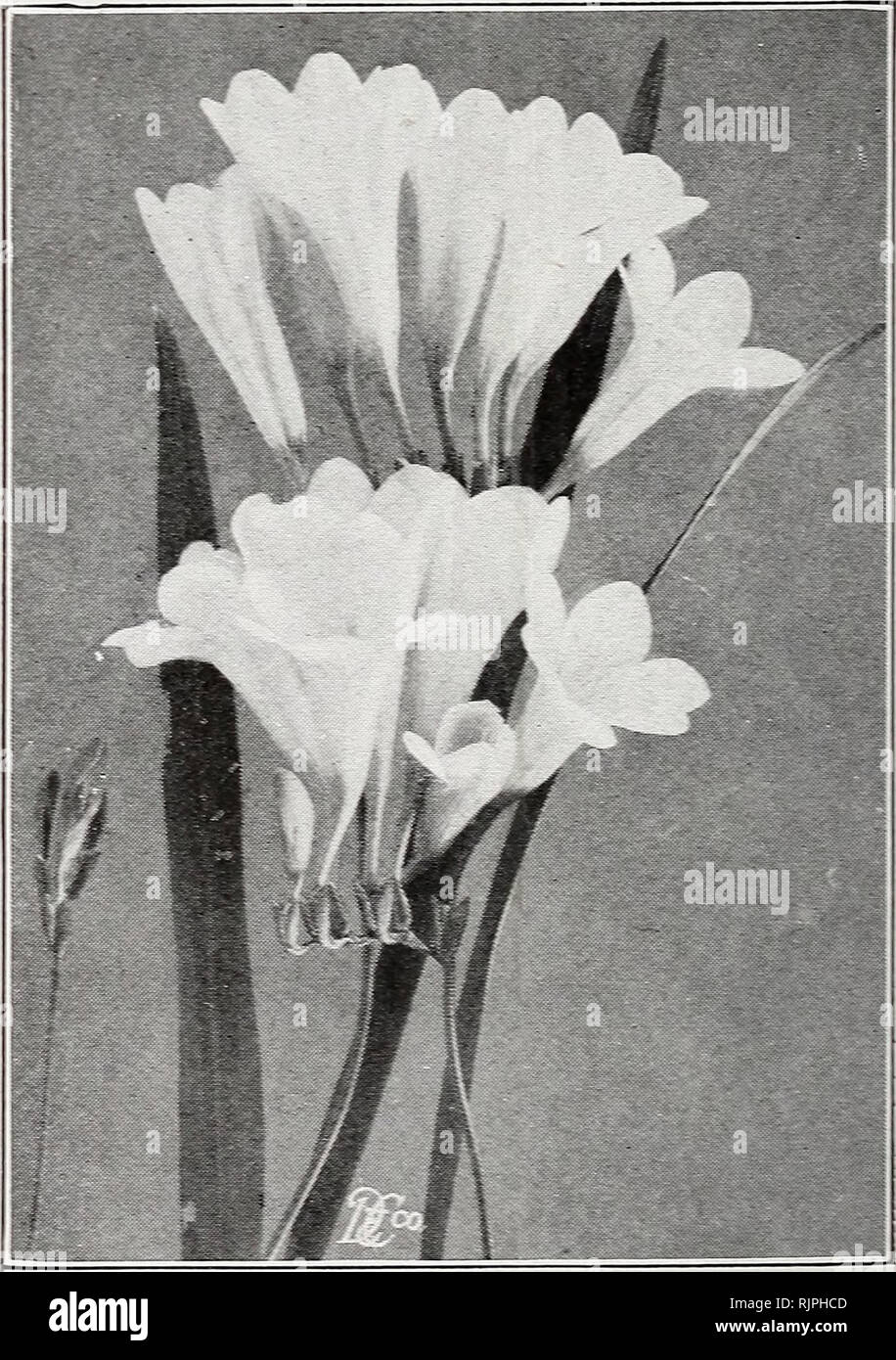 . Herbstausgabe 1920: Unsere neuen Guide rose Kultur zu. Koman Hyazinthen Winter blühen die Vielfalt der Oxalis Oxalis bieten wir zu dieser Jahreszeit ist en-tirely Geeignet für^ vinter - hlooming und Pot Kultur. Diese schönen Blumen sind jetzt unter - die beliebtesten für Ampeln, Töpfe und Positionen Aufruf: Für würdevolles und effektive Flo "repowering Pflanzen. Ein fe^v in einem 5-Zoll-Topf oder in einem Korb, der auf einmal, und bald in Flo^^ ver starten, Rest: Während der 'Winter. Preis. 4 cts. Jedes. 40 cts. pro Doz. Bermuda Buttercup. Neue, grosse Blüte Gelb. Xew Winter-blühenden Oxalis. Großherzogin. T Stockfoto