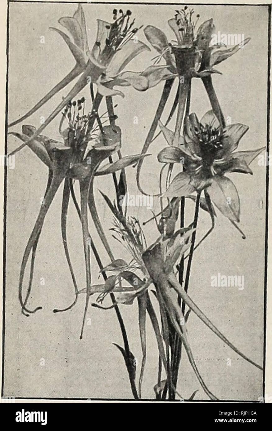 Herbst Katalog Von Blumenzwiebeln Und Pflanzen Samen