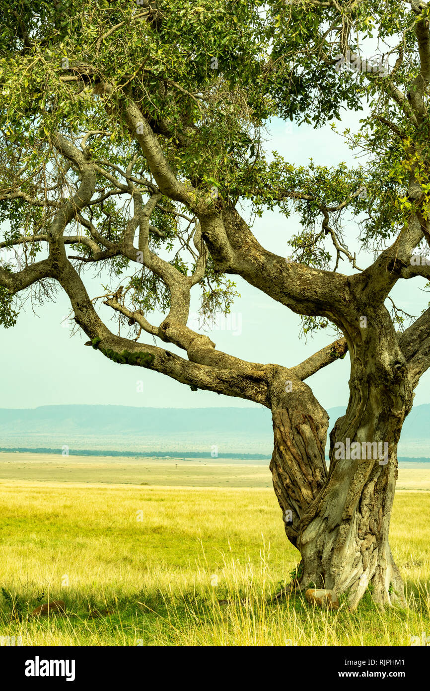 Strangler fig Tree in Masai Mara Stockfoto