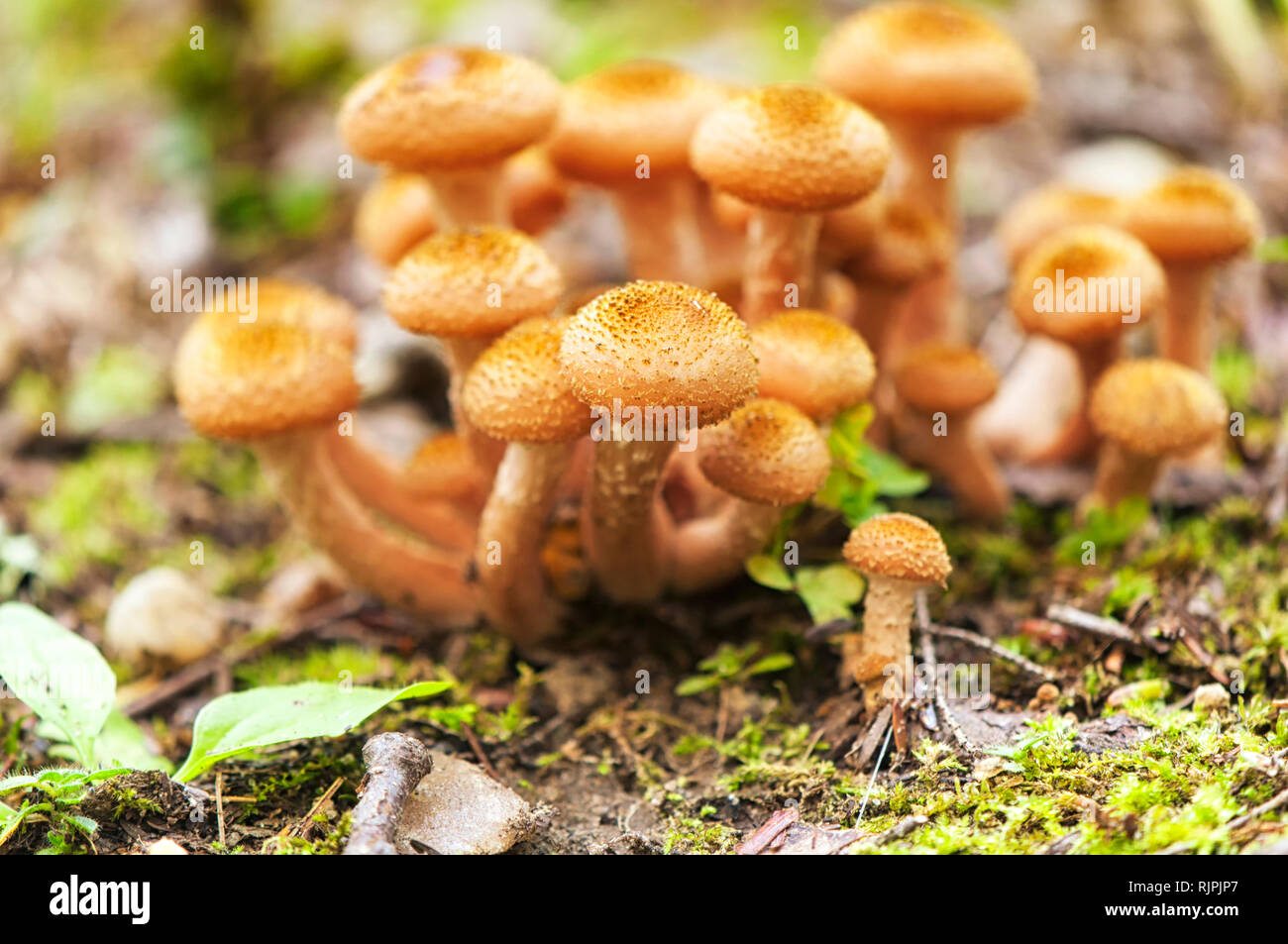 Ein Cluster von dunklen Honig Pilze oder Armillaria ostoyae auf dem Waldboden von Burr Pond State Park in Torrington Connecticut wächst. Stockfoto