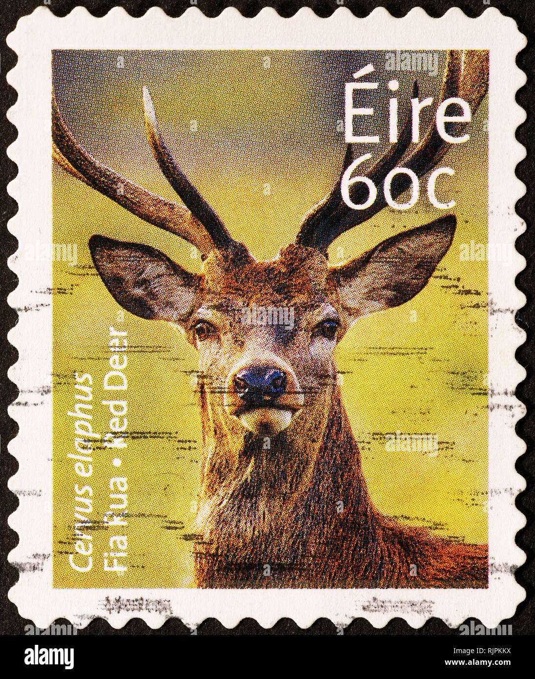 Red Deer Head auf irischen Briefmarke Stockfoto