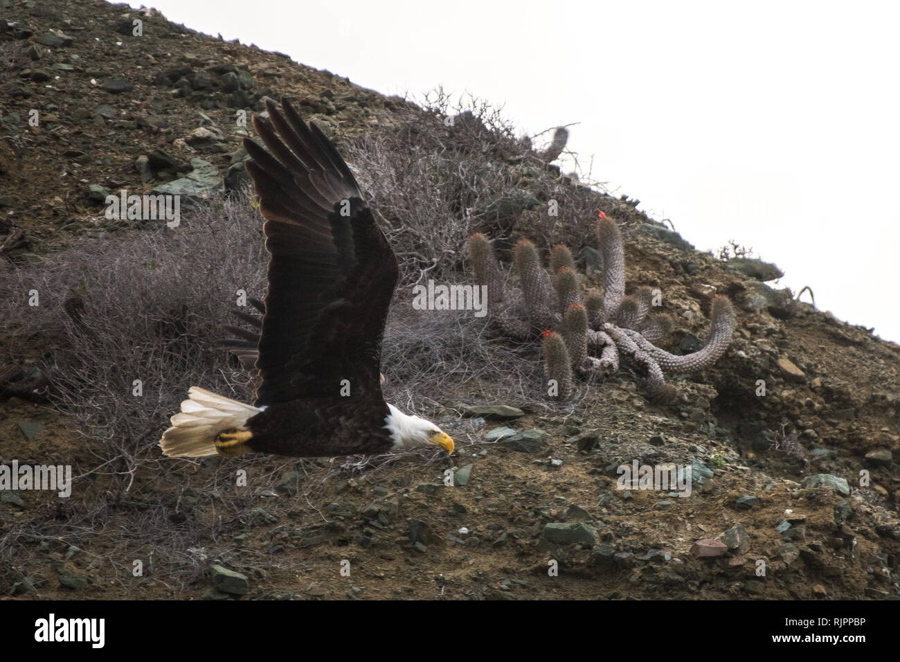 Mexikanische Weißkopfseeadler ausziehen, San Carlos, Baja California Sur, Mexiko Stockfoto